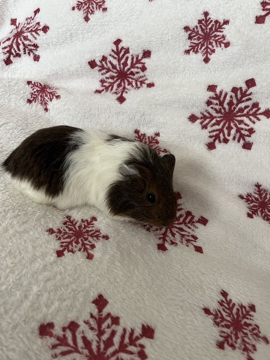 Oddam za darmo dwie seinki morskie samce