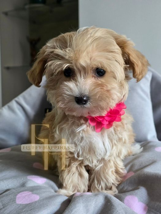 Cudowna Sunia**Maltipoo **