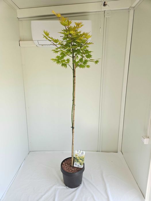 Klon palmowy Jordan szczepiony na pniu – Acer palmatum 'Jordan'