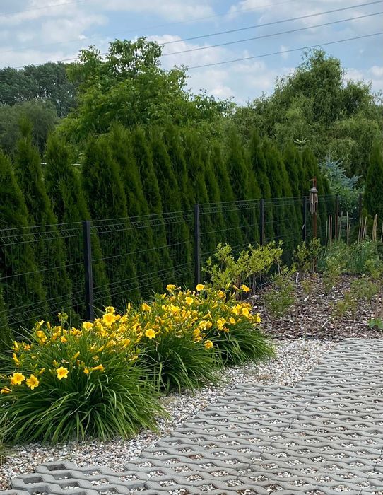 Liliowiec ogrodowy DUŻY PIĘKNIE KWITNĄCY