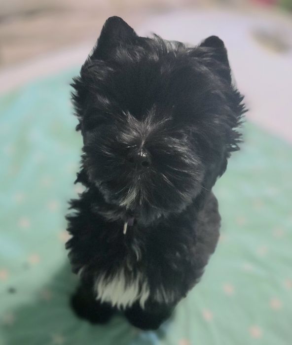 Yorshire terrier piesek