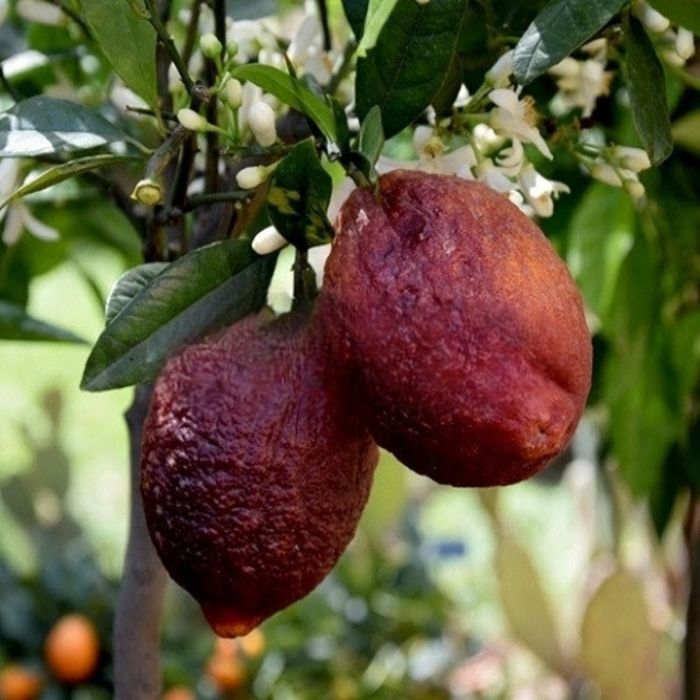 Продам кімнатній лимон мандарин апельсин