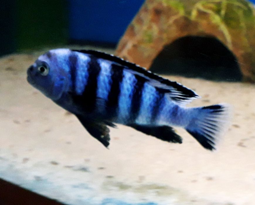 Pyszczaki z Malawi. Hodowla. Aulonocara mix. Wysyłka na cały kraj.