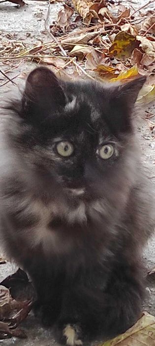 Віддам кицюню в лагідні руки дбайливого господаря