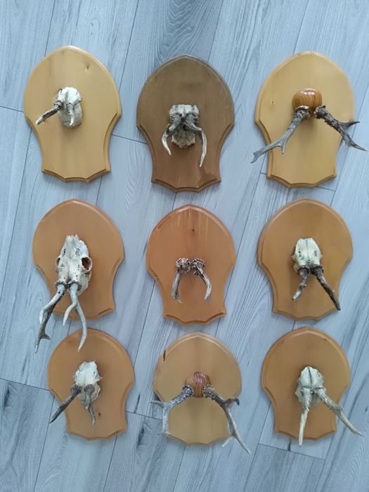 Poroże herby ręcznie robione.