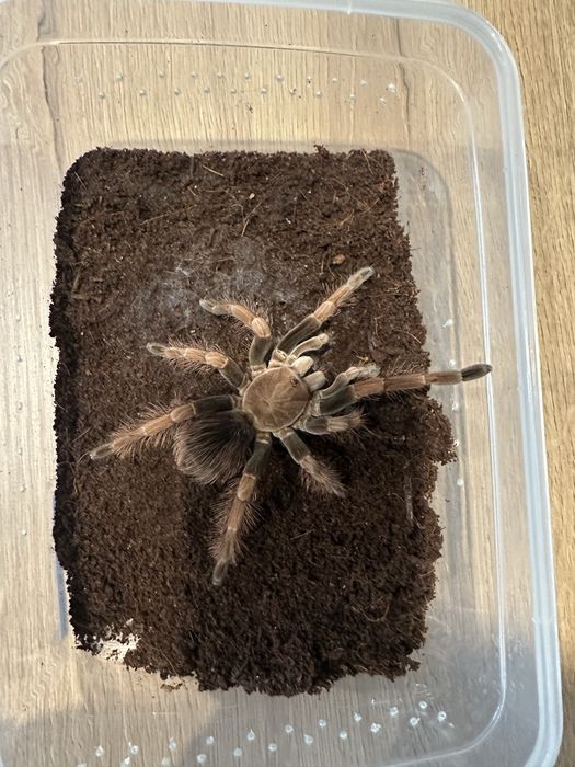 Pamphobeteus sp. mascara 5dc samica