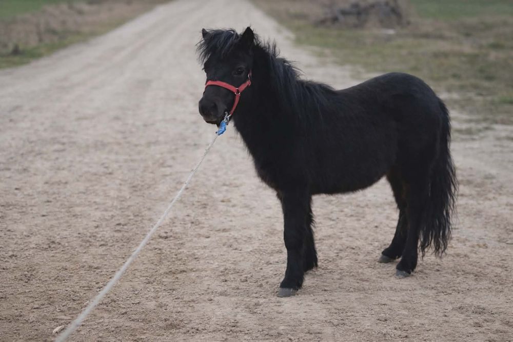Sprzedam ogierów kucyka