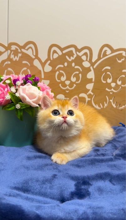 Плюшева красунечка