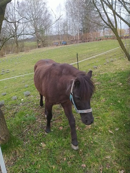 Koń, Kucyk klacz
