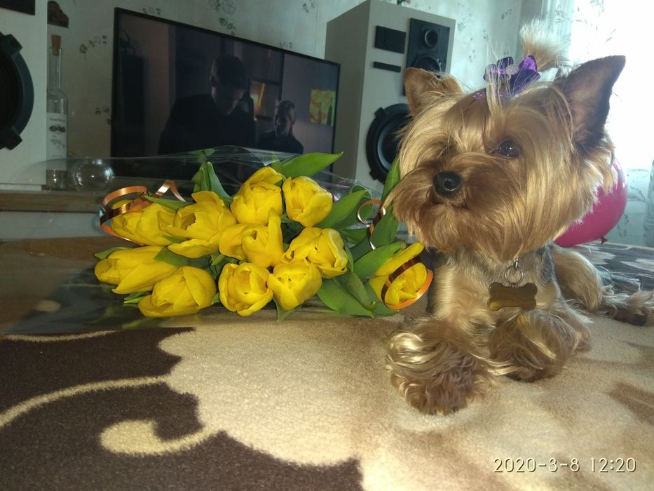 Вязка Йорка Кривой Рог