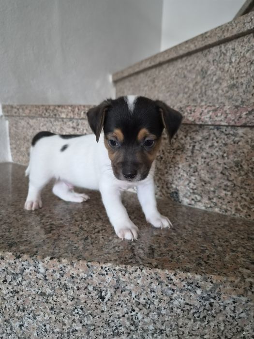 Jack russell terrier macho
