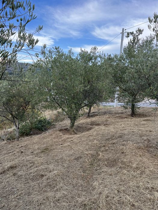 Oliveiras para jardim