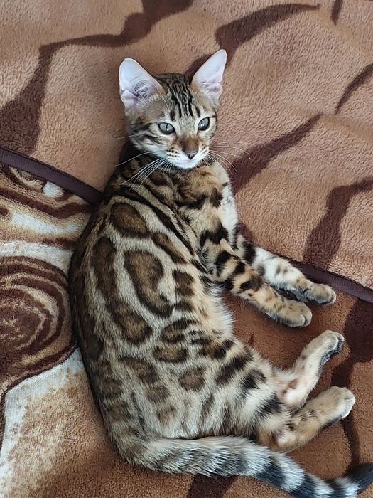 Бенгалка кошечка, кошеня