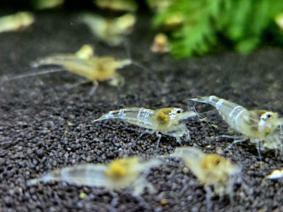 Krewetka caridina wiele odmian "super crystal red, PRL, Pinto, black taiwan, white bee