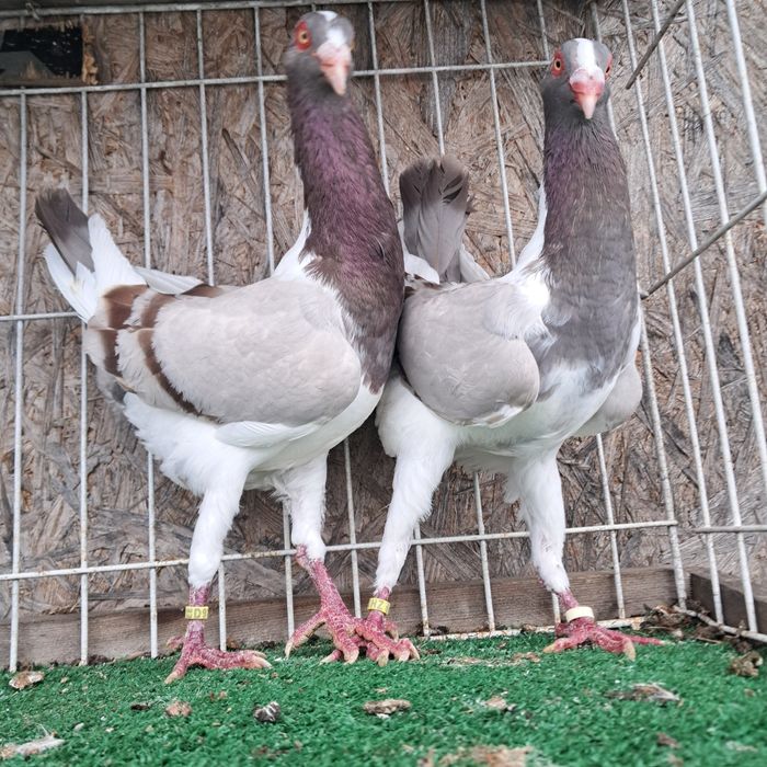 Kurak wegierski możliwy transport