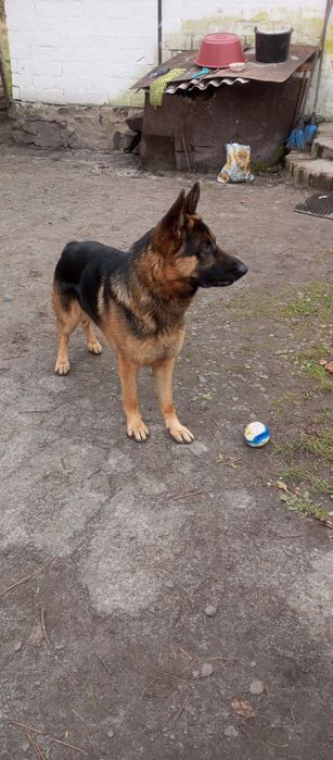 Німецька вівчарка