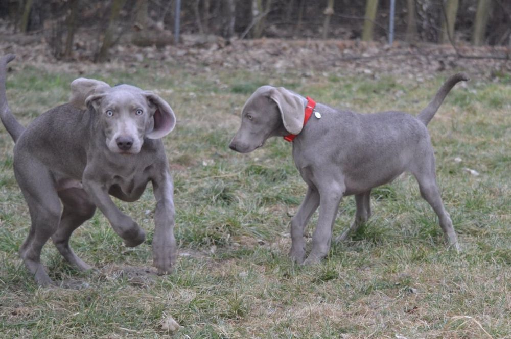 Wyżeł weimarski szczenię