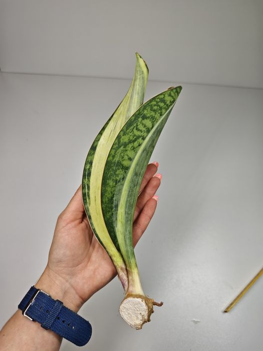 Sansevieria Masoniana var