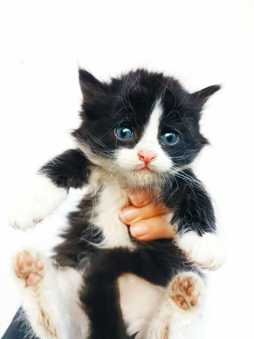 Котята кошечки котики бесплатно