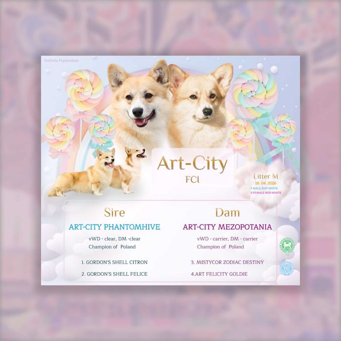 Suczka Welsh Corgi Pembroke — wystawy, hodowla lub kochający dom