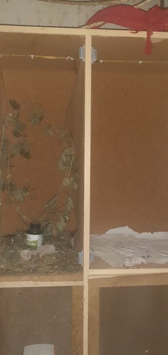 Terrarium dla owadów i nie tylko