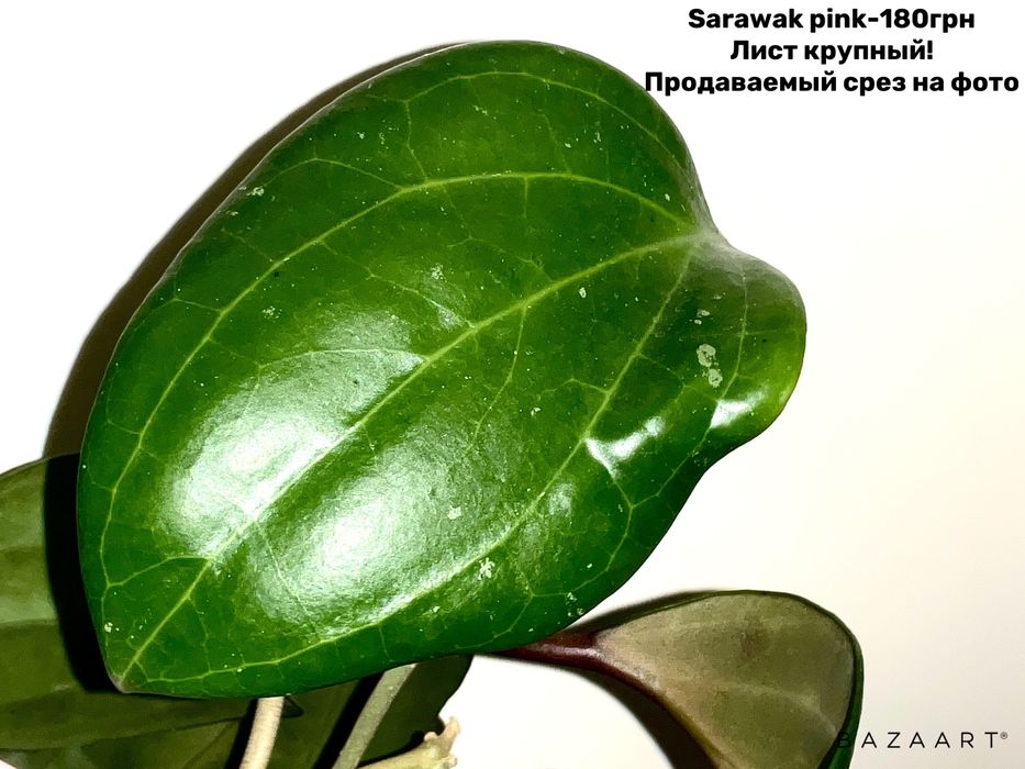 Хойя сорта срез