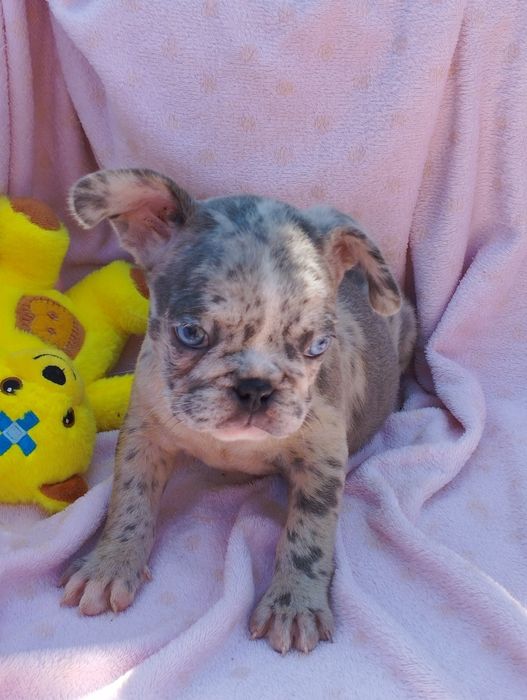 Дівчинка французького бульдога