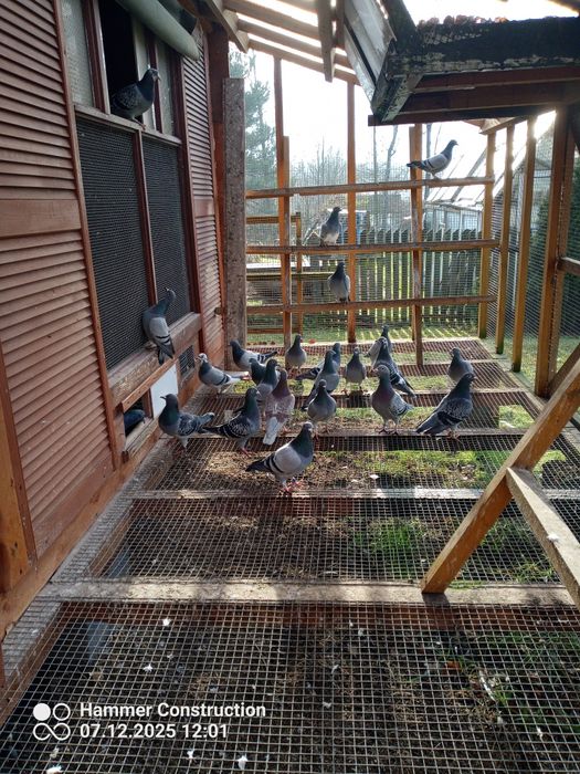 Młode pocztowe przelotowa z konkursami