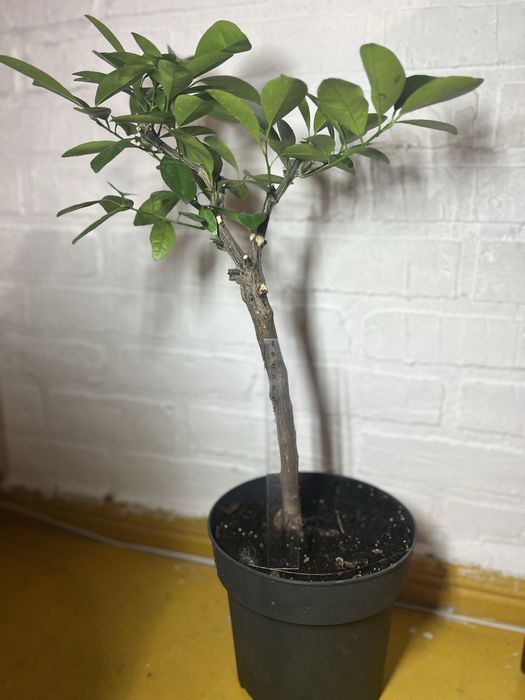 Продам лимон самозапильний