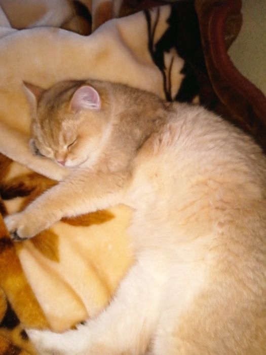 Британський кіт золота шиншила.В'язка.