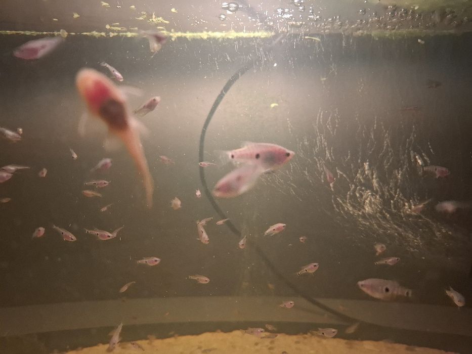 Sprzedam rybki sumiki i góraminy 2 plamiste