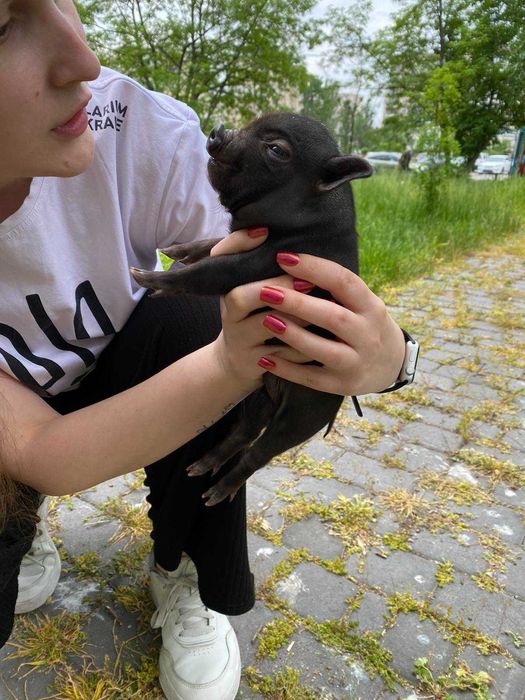 Міні піг - найсиліша тдомашея тварина