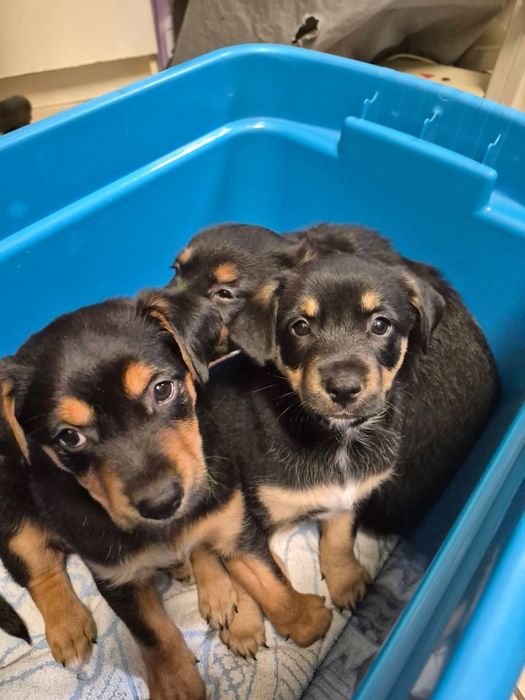 Suzi szuka domu na zawsze