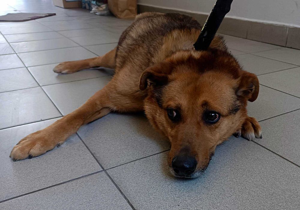 CIS-adoptuj psa z Lubelskiego schroniska