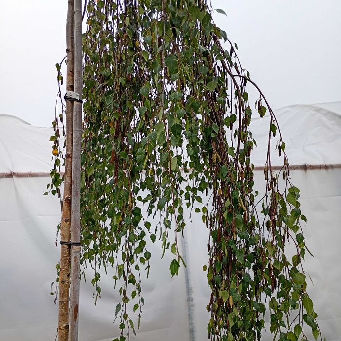 Brzoza płacząca Youngii pendula Betula duże drzewka 250 cm