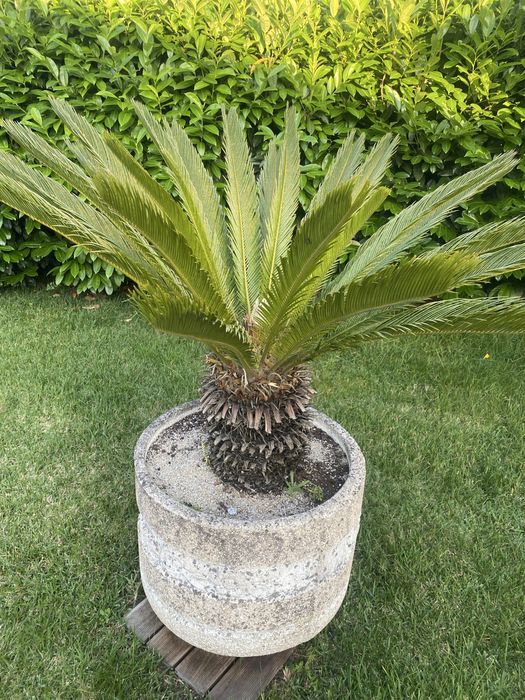 Plantas de jardim adultas em vaso de cimento.
