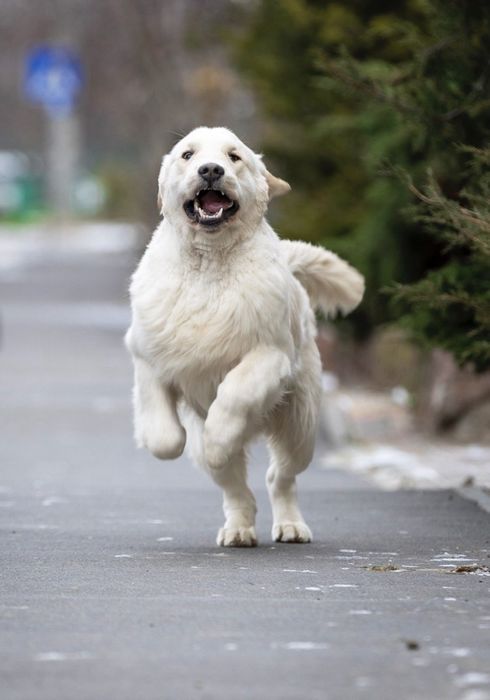 Щенок золотистого ретри-вера | КСУ | Документы | Отличное здоровье