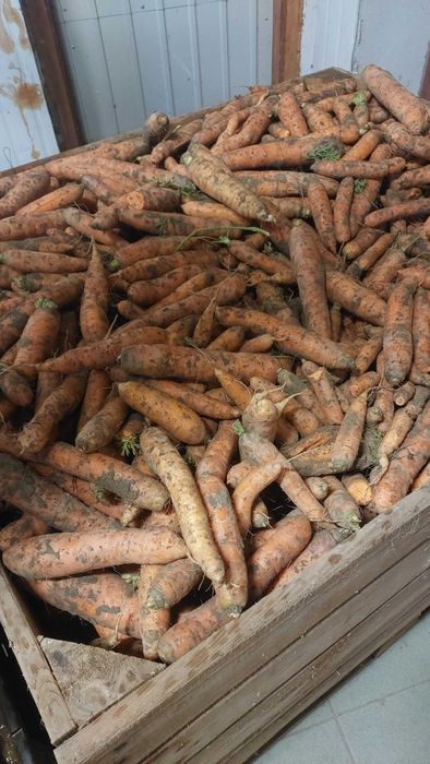 Marchew brudna 400kg