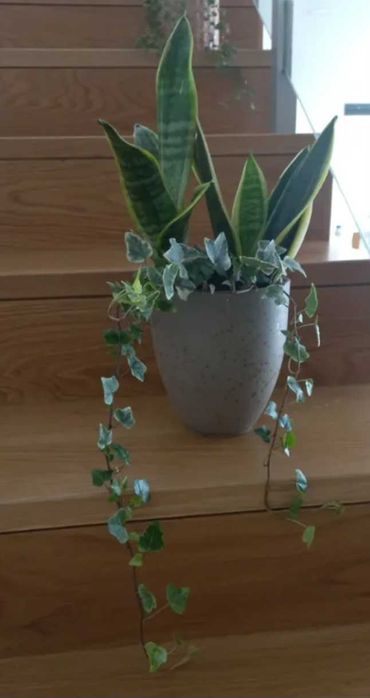 Conjunto de 2 plantas em vaso