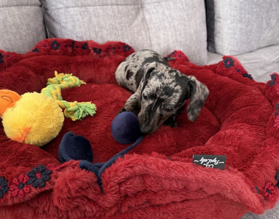 Jamnik Miniaturowy sunia blue merle Mimi