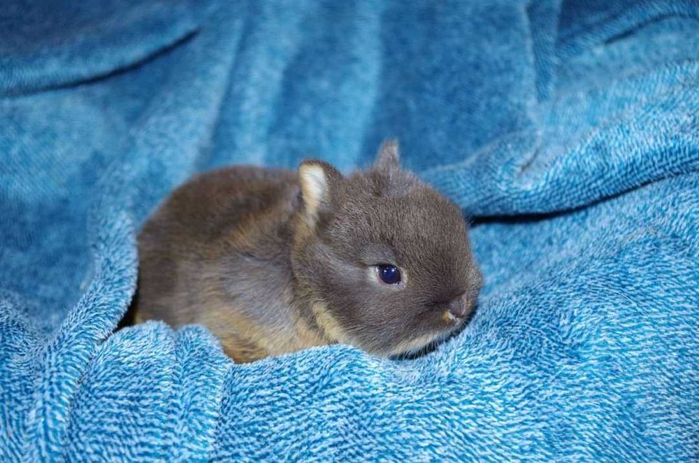 Coelhos anões mini hôlandes e mini toy desparasitados e vacinados