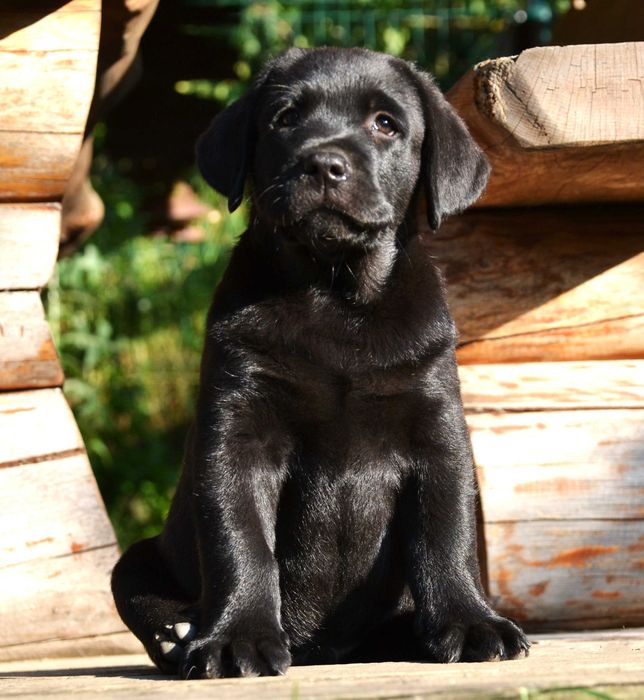 Śliczny szczeniak Labrador Retriever FCI