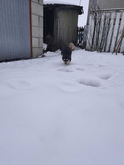 Грайливі Цуцики Лайки