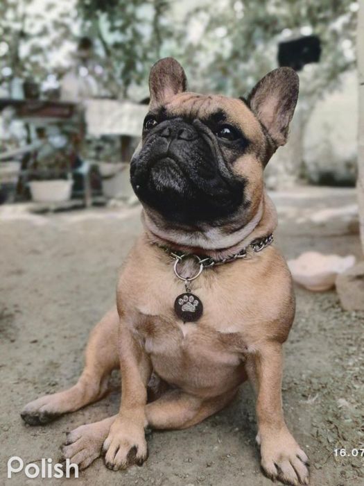 Француз ищет невесту