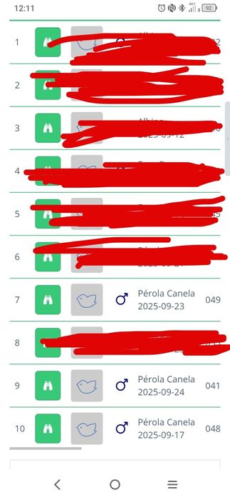 Caturras Pérola Canela Face Branca e Albina