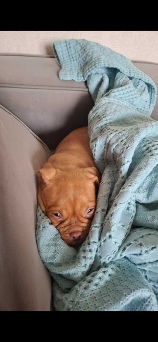 Булли покет девочка киев