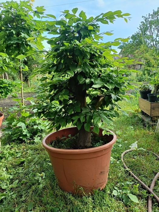 Grab bonsai yamadori