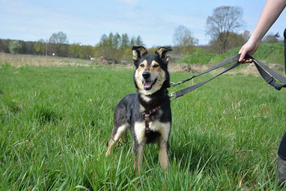 Irys Irysek młody psiak szuka domu