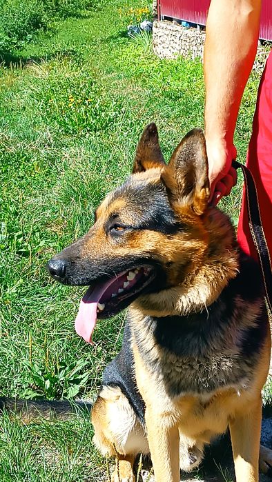 Німецька вівчарка для в'язки