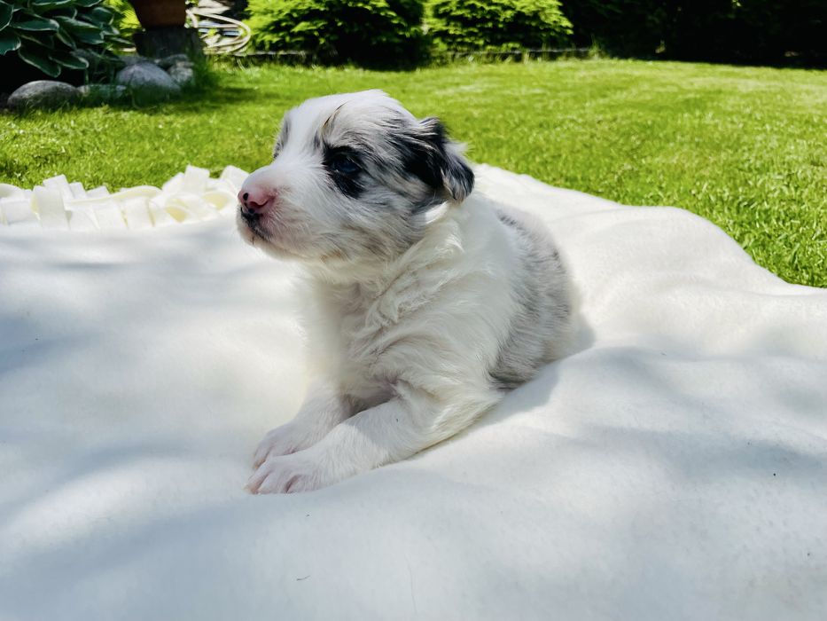 Border collie / blue merle / szczeniak/ suczka / rodowód